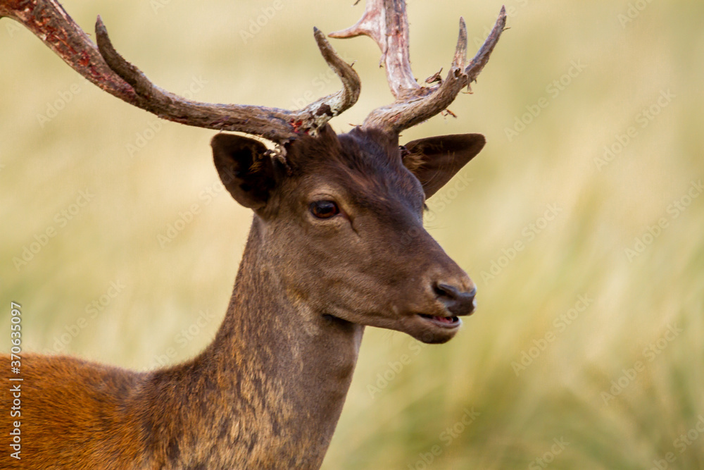 Fallow - Head of male of fallow deer. Dama dama - Beautiful natural grassland with animals.