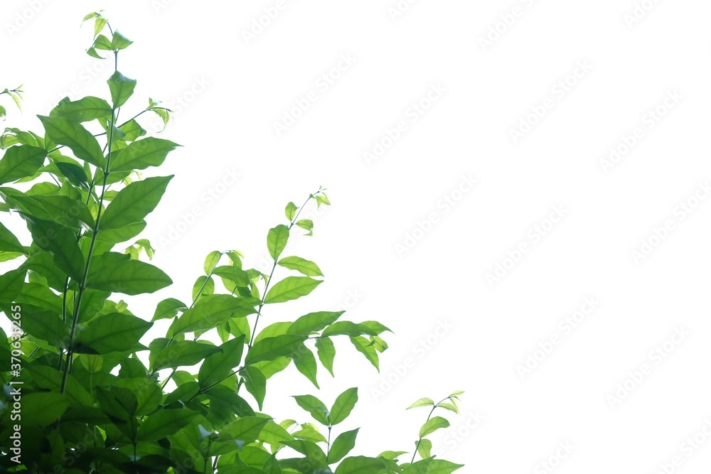 Tropical tree leaves with branches on white isolated background for green foliage backdrop and copy space Tropical tree leaves with branches on white isolated background for green foliage backdrop and copy space
