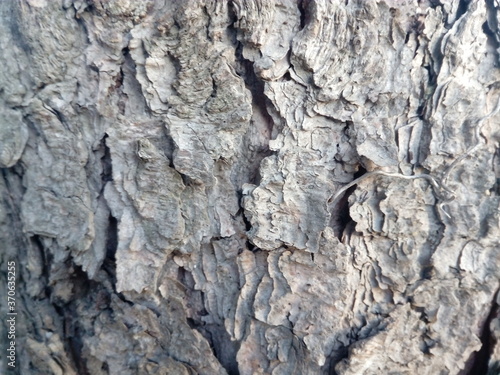 Texture background in the form of a rough surface of gray spruce bark