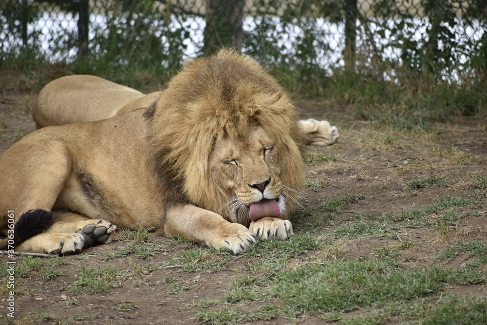 lion and lioness