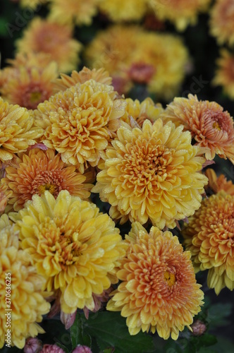 orange chrysanthemum flowers