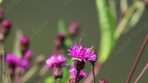 A close up scene of the microcosm. Footage features a green looper caterpillar crawling in and out of an ironweed flower and then slowly moving away. A bumble bee briefly lands on the same flower. photo