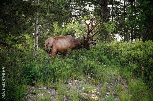 elk in yellowstone national park