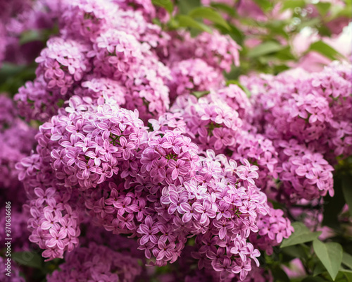 Background of branch  of lilac in blossom