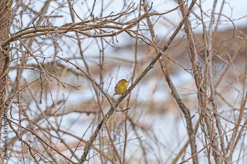 Palm Warbler in Early Spring