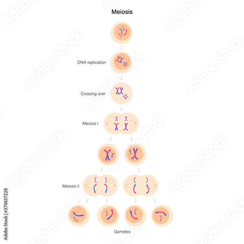 Meiosis cell division
