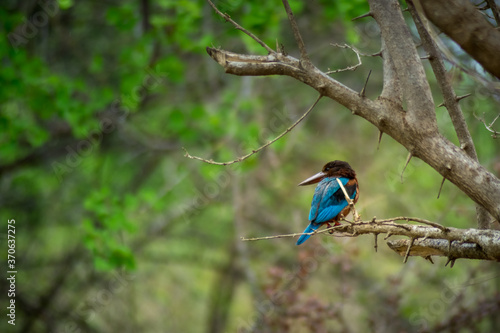 Isolated blue kingfisher on branch, udawalawa park, Sri lanka