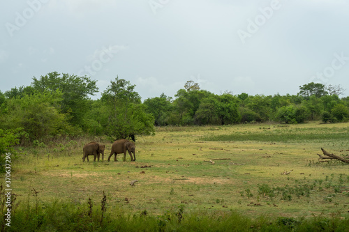 wild elephants in the savannah, national park, Sri Lanka