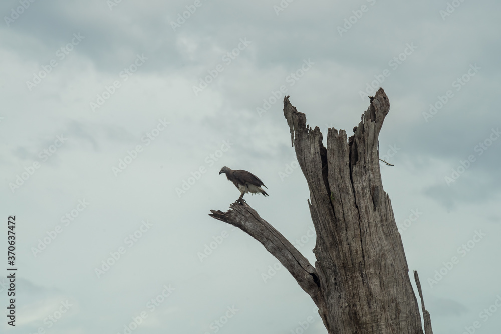 Isolated eagle on a dead tree. cloudy sky. Udawalawa national park, Sri Lanka. Isolated eagle on a dead tree. cloudy sky. Udawalawa national park, Sri Lanka.