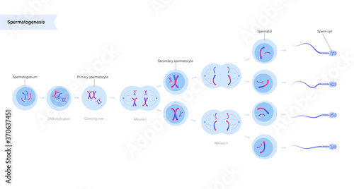 Reproductive system concept