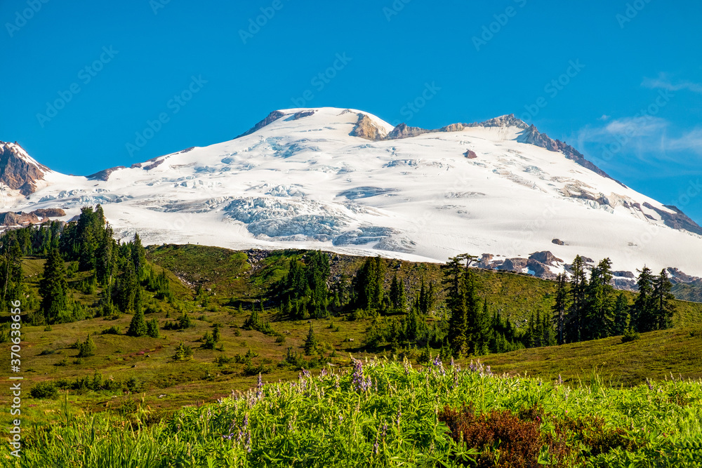 A hiking trail through an alpine meadow and a snow-capped mountain in the distance