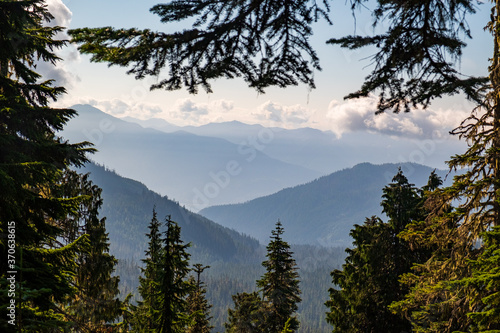Forested hiking trails with evergreen trees