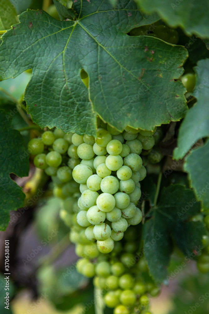 Bunch of green grapes hanging on a vine