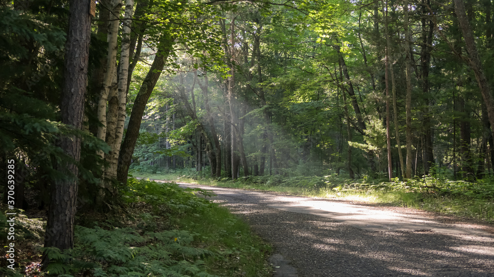 Fototapeta premium Ray of morning sunlight on road in the woods