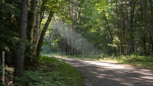 Ray of morning sunlight on road in the woods