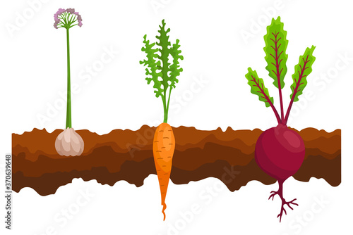 Vegetables growing in the ground. One line beet, carrot, garlic. Plants showing root structure below ground level. Organic and healthy food. Vegetable garden banner. Poster with root veggies