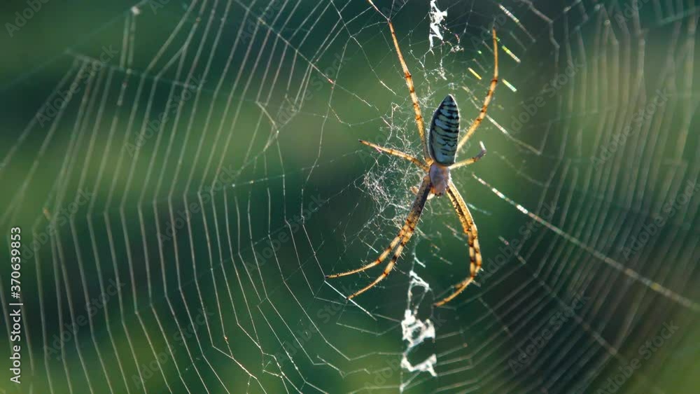 Spider Argiope bruennichi (wasp spider) on the web Spider Argiope bruennichi (wasp spider) on the web