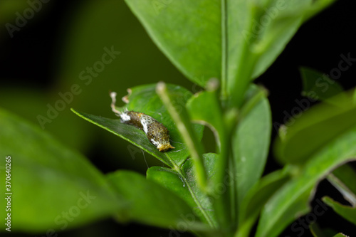 Caterpillar Citrus on green leaf lemon tree