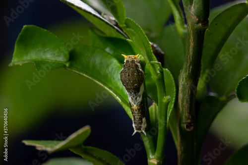 Caterpillar Citrus on green leaf lemon tree