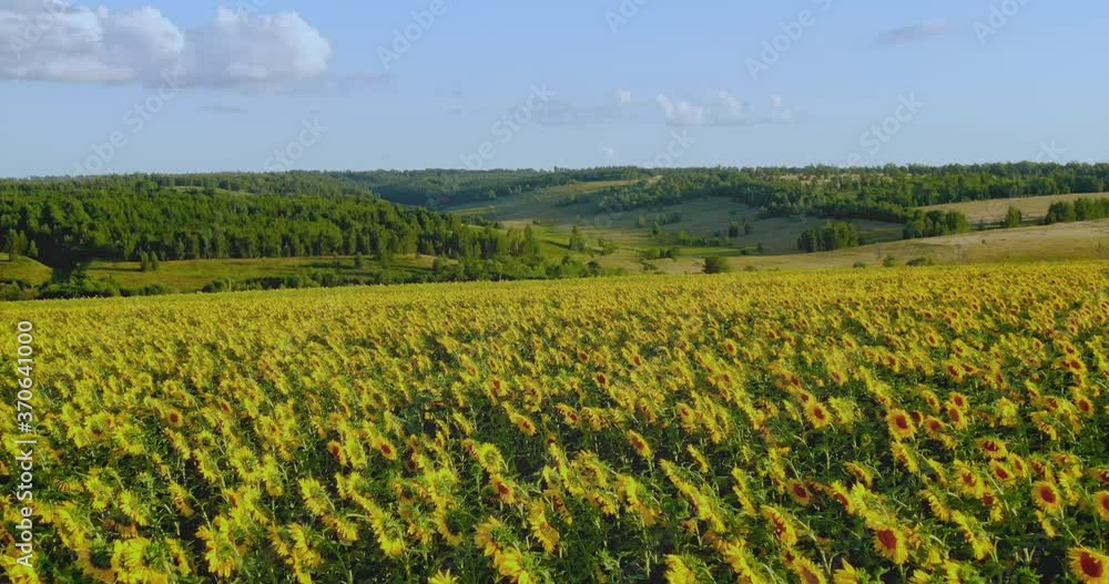 Field with flowers, sunflowers are in rows. Aerial view, blooming field in the village. 4k, 10bit, ProRes Field with flowers, sunflowers are in rows. Aerial view, blooming field in the village. 4k, 10bit, ProRes