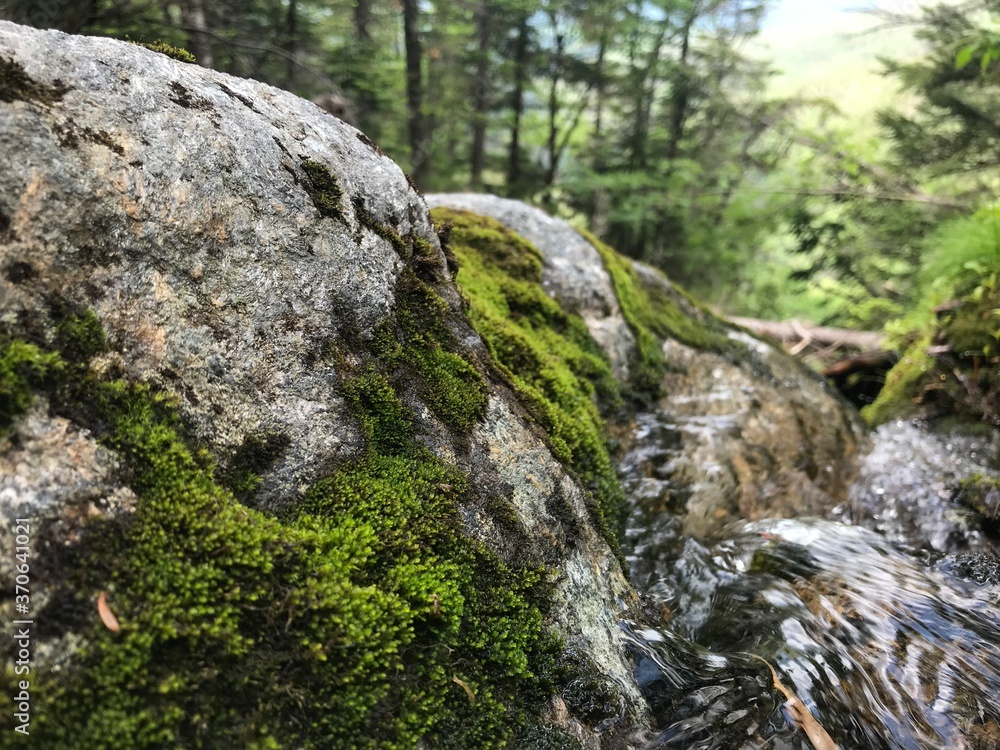 Moss covered rocks in forest near stream