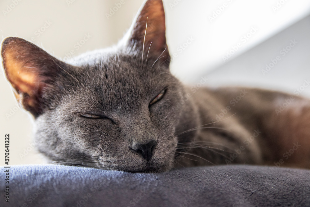 Korat cat on grey wool resting in the middle of pillows. Eyes open