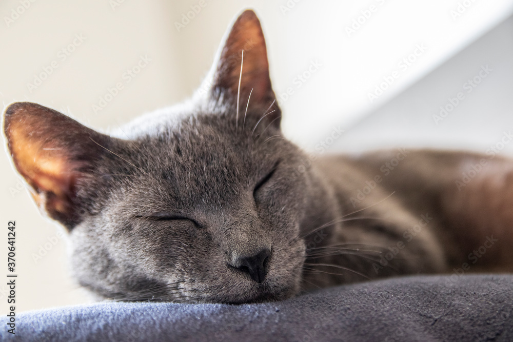 Korat cat on grey wool resting in the middle of pillows. Closed eyes