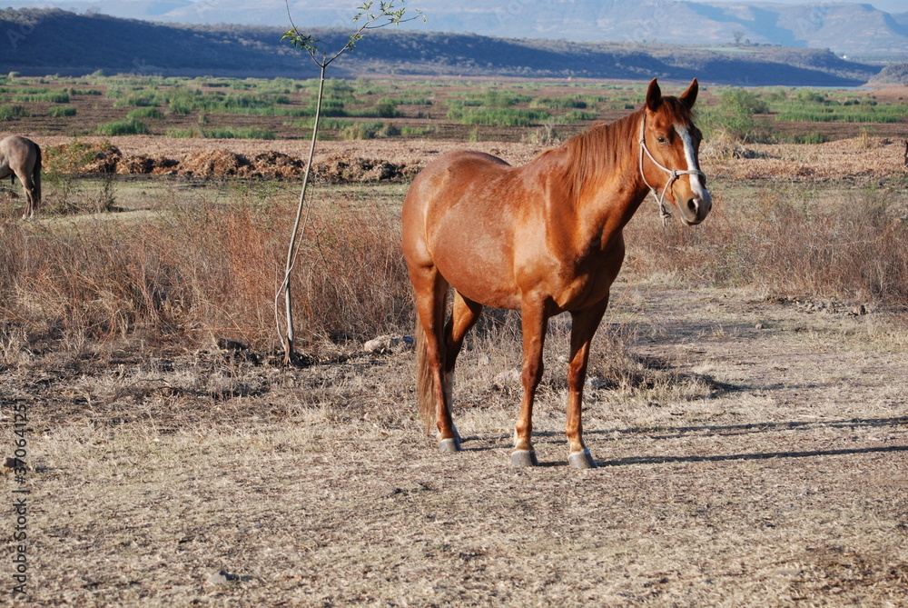 horse in the field horse in the field