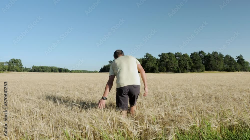 Beautiful landscape view of male going through rye field on sunny summer day. Rye field merging with green trees on blue sky background.