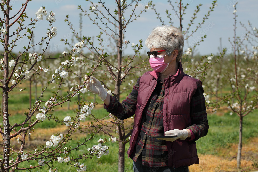 Female agronomist or farmer examining blossoming cherry trees in orchard, with protective gloves on hands and mask on face, corona virus and alergy  protected