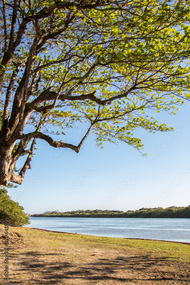 Old fig tree, árvore figueira (Ficus elastica), Beira Rio, Barra de São João, Casimiro de Abreu, Rio de Janeiro