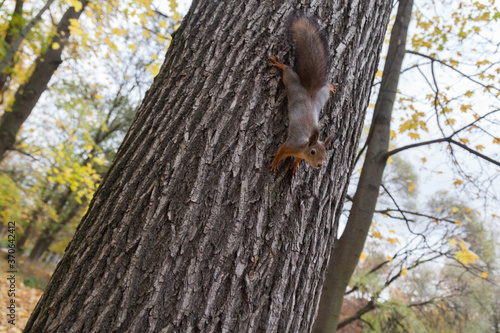 little squirrel sitting in leaves in an autumn park © Дэн Едрышов