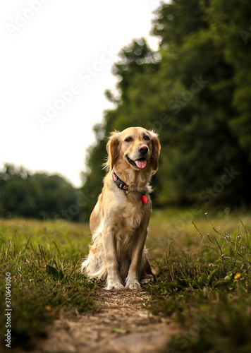 golden retriever on the grass