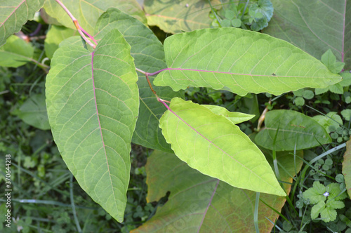 Reynoutria Sachalinensis