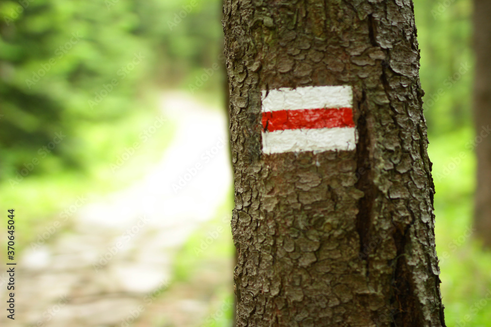 Fototapeta premium red tree trunk