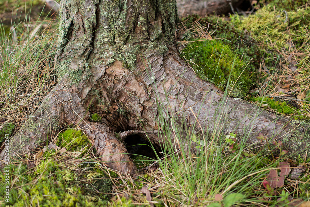 Tree trunk with thick roots and a burrow. Burrow of a small animal under the roots of a tree. Tree trunk with thick roots and a burrow. Burrow of a small animal under the roots of a tree.
