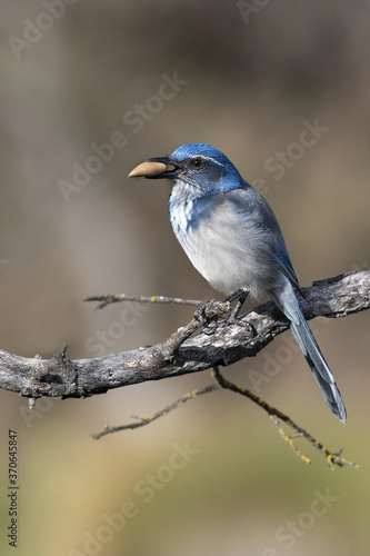 California Scrub Jay with an acorn on brown tree branch