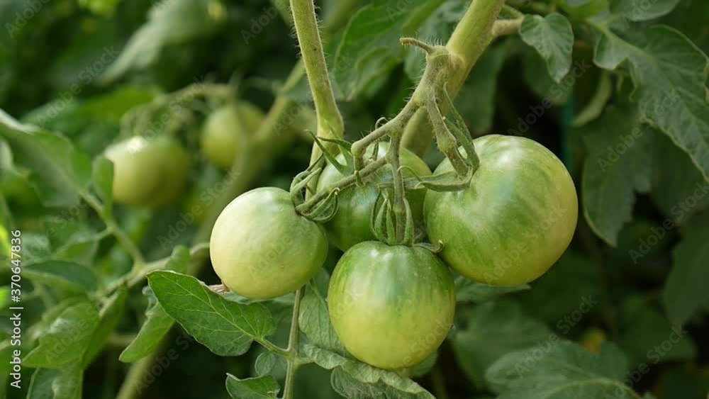 natural unripe green raw tomatoes in the garden, raw tomatoes video, natural unripe green raw tomatoes in the garden, raw tomatoes video,