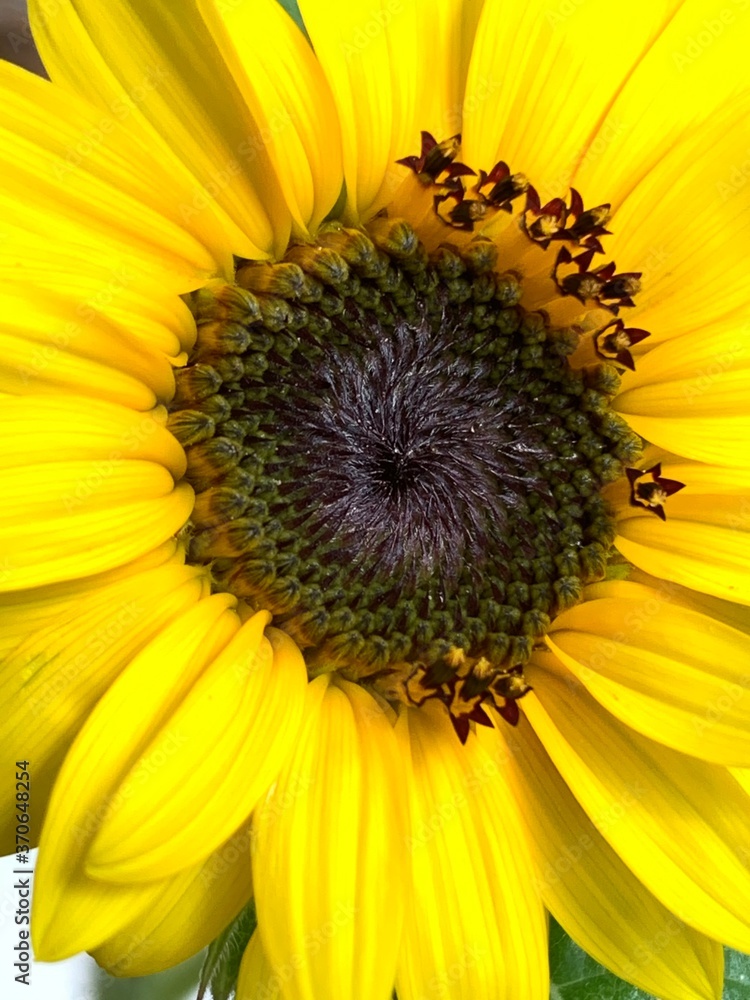 Obraz premium sunflower and bee