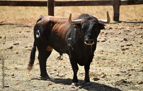 spanish bull in the field