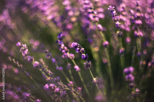 Close-up image of violet lavender flowers in a field on a Sunny day, on a blurry background with a copy of space Selective and soft focus. The lavender field blooms in summer.
