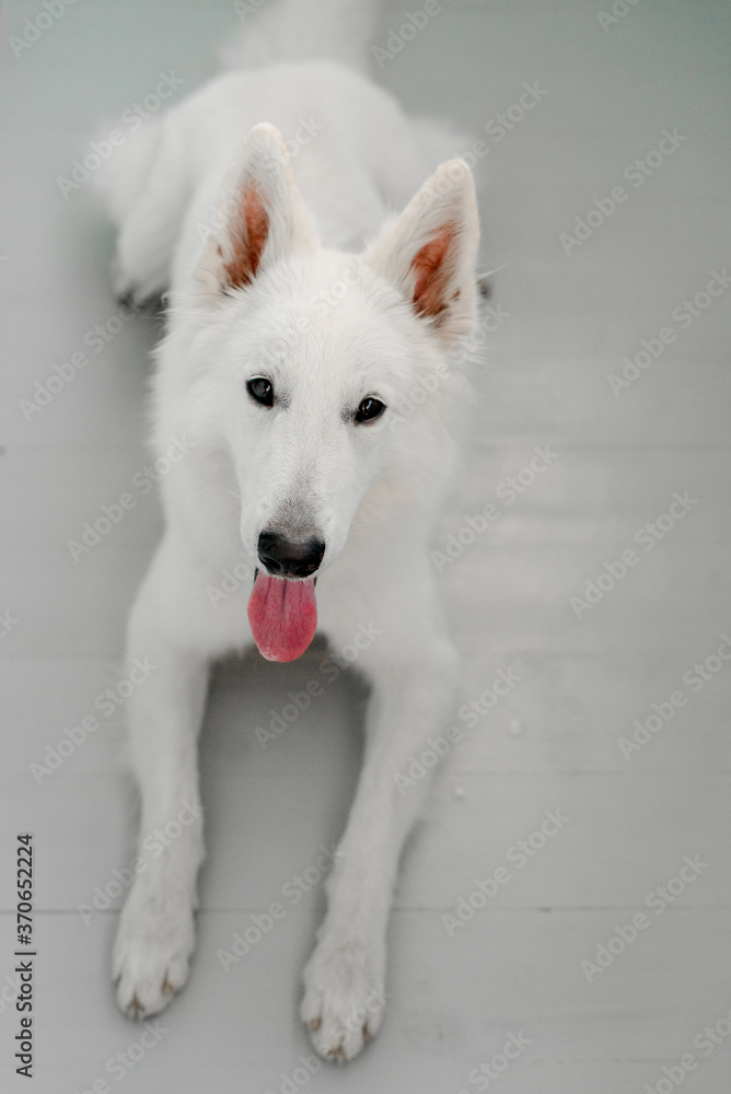 Portrait of a white dog laying at home Portrait of a white dog laying at home