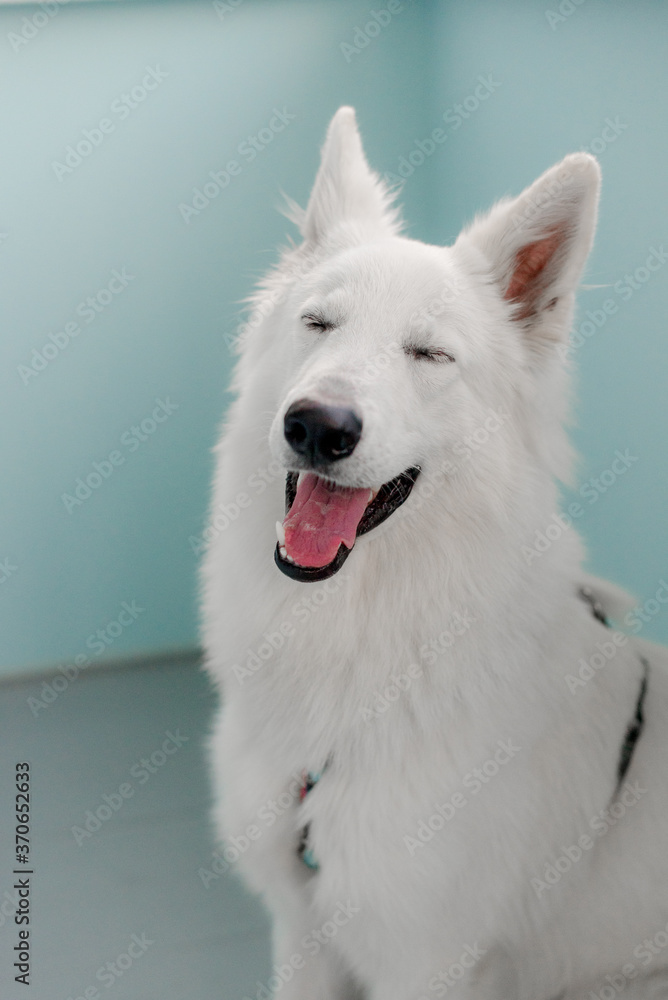 Fototapeta premium Portrait of a white dog sitting at home