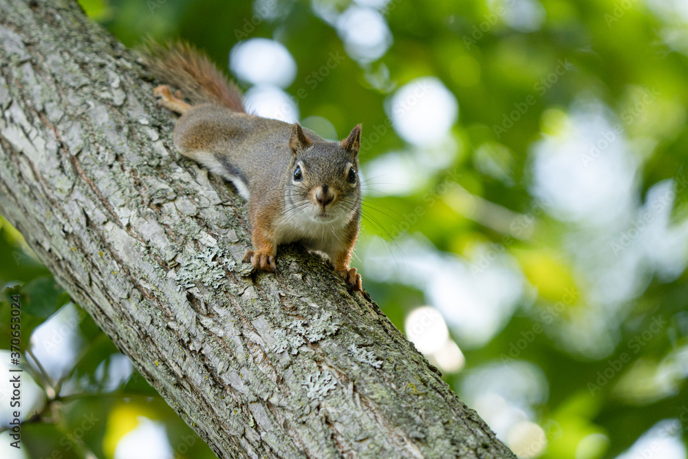 curious red squirrel is looking for food on a sunny day at the park curious red squirrel is looking for food on a sunny day at the park