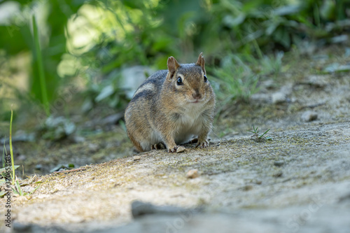 eastern chipmunk looking for food on a sunny day in the woods