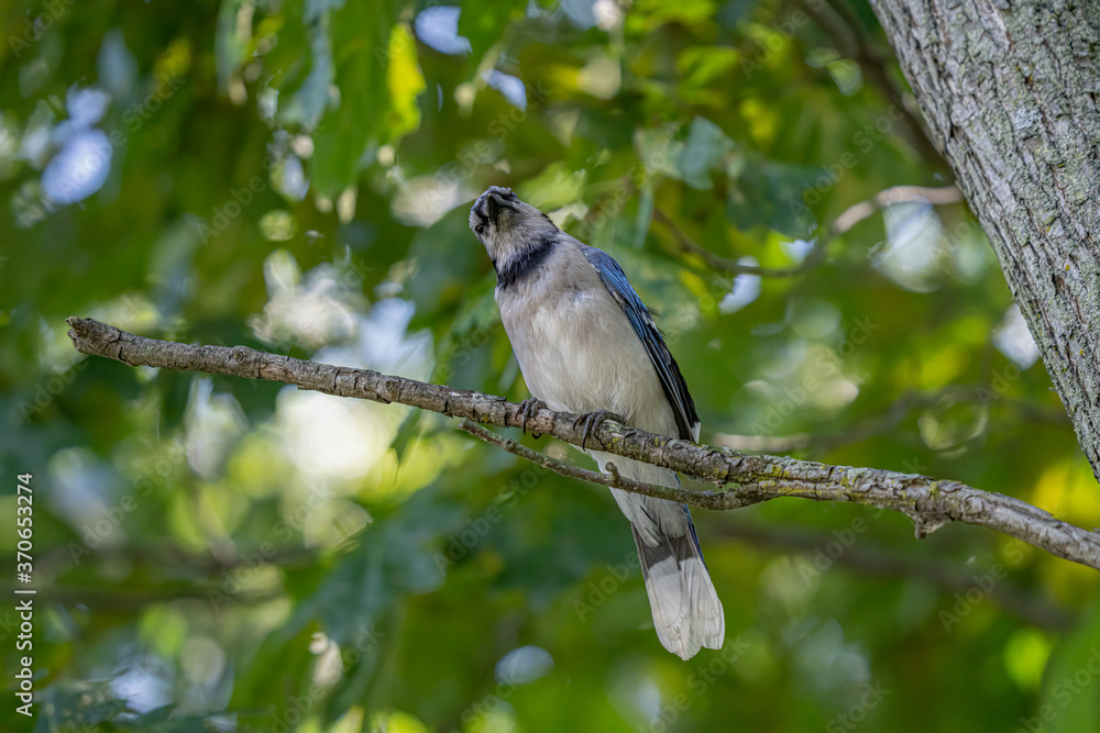 vibrant blue jay is perched high on a branch in the woods vibrant blue jay is perched high on a branch in the woods