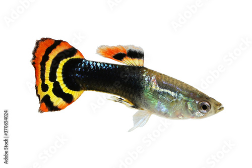 Guppy  Dragon Head Guppy fish aquarium fish Poecilia reticulata colorful freshwater fish	 photo