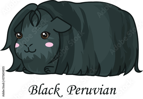 Guinea pig cartoon cavia cute black peruvian