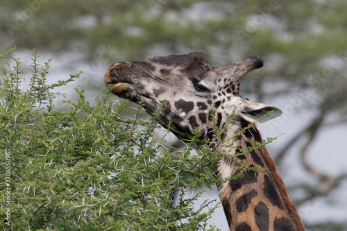 Photography Very Dark Namibian Giraffe in Savuti Botswana Africa