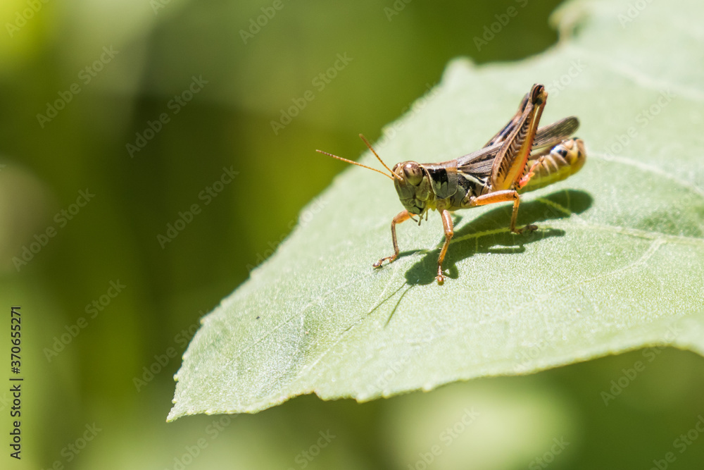 Grasshopper Rests on a Plant Leaf Grasshopper Rests on a Plant Leaf
